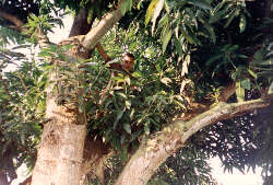 Imad in the Jungle